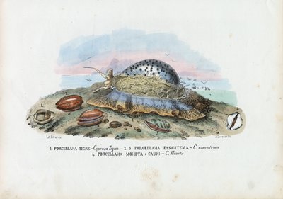 Mussels, 1863-79 by Raimundo Petraroja